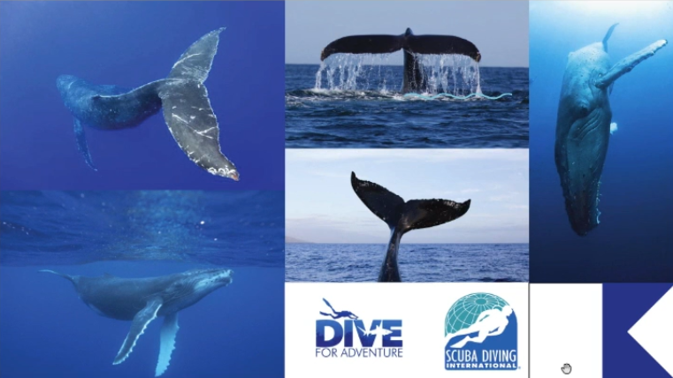Moodboard com tons de azuis. Há várias fotos de baleias no oceano, com foco em suas caudas e nadadeiras.